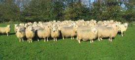 being reared per ewe. Additional genetics were sourced from the Wye College Romney development flock.