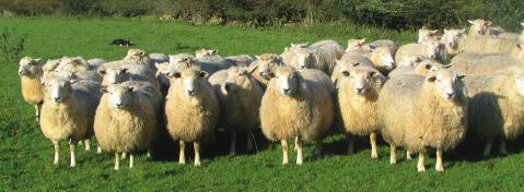 The number of single born lambs has fallen from 33% to 17% in recent years, including hogget lambing.