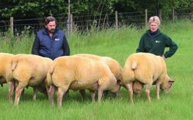 They started performance recording almost immediately. The breed was competing against established terminal sires and needed to grow faster, whilst maintaining carcase conformation.