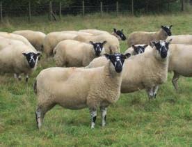 Breed Flock name First year of weight recording Homebred lambs in analysis Weight recorded lambs Beulah Stanford 1997 3,396 2,696 Keep things simple when recording big numbers Ian and Rose Sellar,