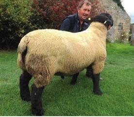 Success stories Breed Flock name First year of weight recording Homebred lambs in analysis Weight recorded lambs Texel Rugley 1997 1,394 1,120 Suffolk Rugley 1985 3,892 3,062 Create and maintain a