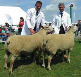 Not every new stock ram meets Charles s high standards, but in a large flock, the progeny of less successful sires can go to slaughter and the situation is quickly remedied.