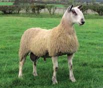 Bluefaced Leicester (BFL) recording has increased in recent years to incorporate over 1,500 lambs in last year s analysis.