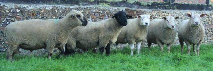 The future Combined breed analysis UK genetic evaluations of sheep have traditionally been undertaken within purebred populations.