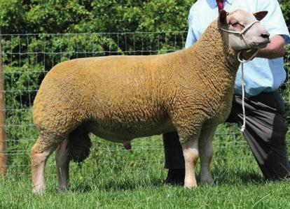 Sixty-seven rams from five breeds Texel, Suffolk, Charollais, Hampshire Down and Meatlinc, will be tested across these flocks over the 2016 and 2017 lambing seasons.
