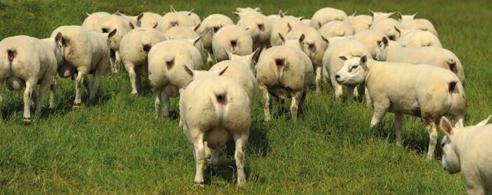 Ten years of genetic progress By Samuel Boon, Signet Manager Over the past decade, performance recording of sheep in the UK has focussed on altering growth and carcase characteristics of terminal
