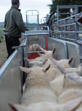 With the right equipment (good handling equipment, EID readers, reliable scales and integrated on-farm software), the collection of lamb weights is also now much easier.