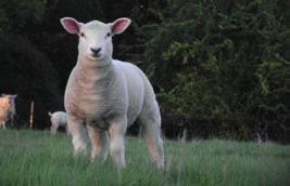 Resistance to internal parasites By Samuel Boon, Signet Manager Rising costs of worm control and concerns relating to wormer resistance have increased interest in breeding sheep with greater immunity