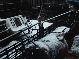 Signet services Ultrasound scanning By Dennis Homer, Meat Technologist, AHDB Beef & Lamb The levy boards in Great Britain pioneered the development and testing of ultrasound equipment in the