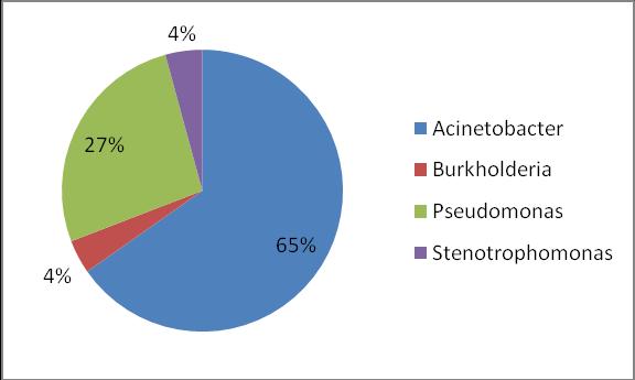 A baumanii isolates showed maximum susceptibility was to colistin (99%) followed by imipenem (53%) and meropenem (53%).