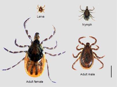 Ticks of Public Health Importance in Ixodes