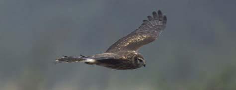 Photo: Brian McGeough The 1998-2003 survey targeted areas known to hold extant populations of Hen Harriers, as well as a random selection of areas containing suitable habitat but not known to hold