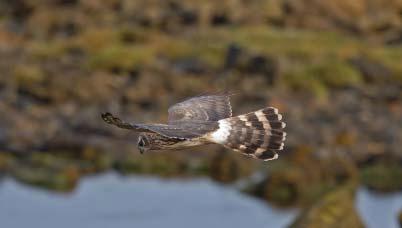 Photo: Peter Hadfield second rotation forests are being used by Hen Harriers for both nesting and foraging, we have insufficient data to judge the value of this habitat in relation to either young