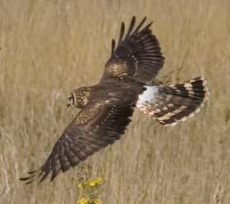 Our understanding of Hen Harrier habitat requirements also needs to be improved, through combined satellite- or radio-tracking study of foraging adults, and monitoring of the fledging success of Hen