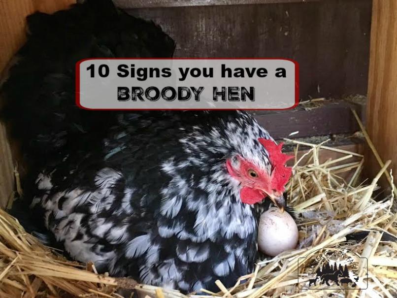 10 Signs You Have a Broody Hen This is broody hen season. What is a broody and how do you know you have one? The spring weather brings on the urge to set on eggs and hatch out a clutch of chicks.