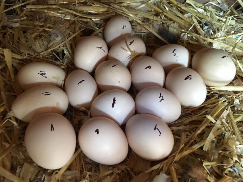 broody hens are quite mean when they set on eggs. The disruption can leave you with less eggs than you normally collect every day.