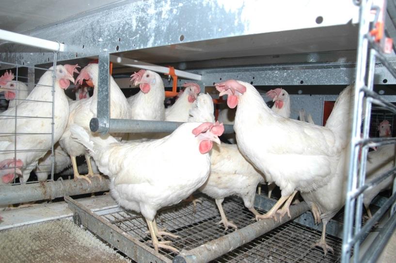 Colony systems Use of perches Number of hens / m at night at daytime