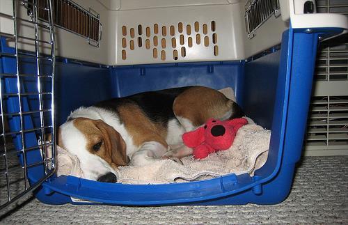 We recommend you create a cozy den for your puppy out of a dog crate. Photo Credit: http://www.flickr.