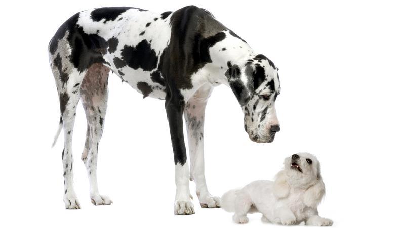 Big or Small? Whether you want a mutt or pure-breed, the next thing you should think about is the size of the dog.