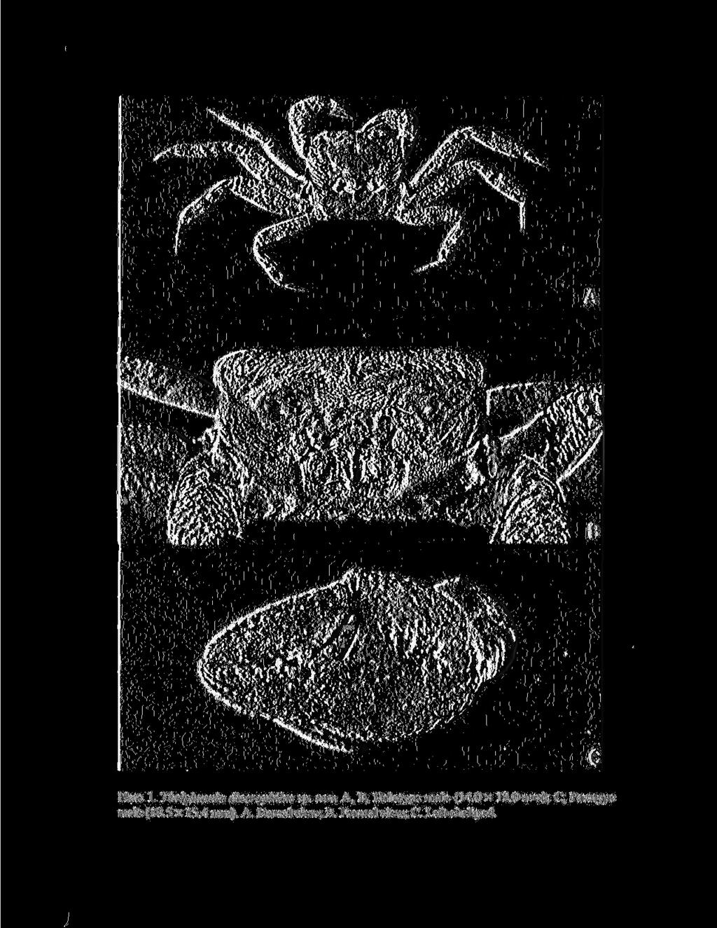 Plate 1. Thelphusula dicerophilus sp. nov. A, B, Holotype male (14.0 x 12.