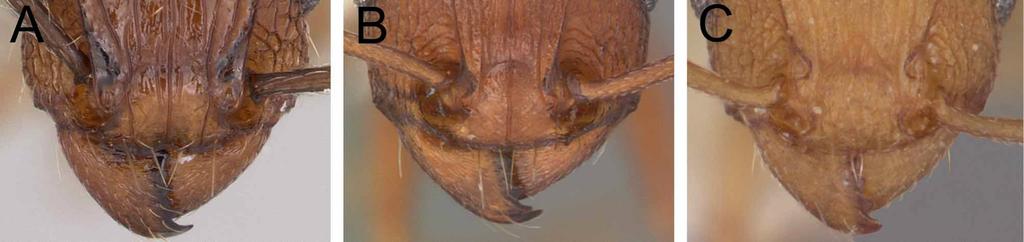 FIGURE 12. A. Anterior head of Tetramorium bicarinatum (Nylander, 1846) in full-face view showing the distinctly impressed anterior clypeal margin CASENT0060334 (April Nobile 2006). B.