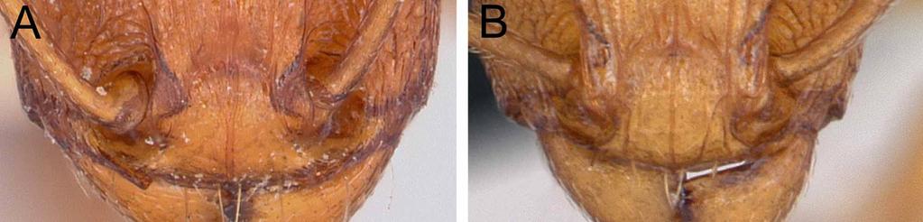 FIGURE 14. A. Clypeus of Tetramorium sericeiventre Emery, 1877 in frontal view showing the lateral clypeus modified into a tooth or denticle CASENT0101265 (April Nobile 2006). B.