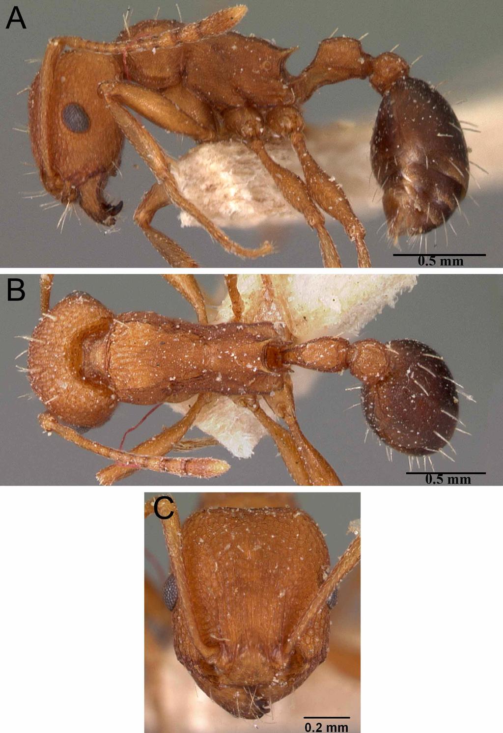 FIGURE 20. Tetramorium sericeiventre Emery, 1877 strongly sculptured form, CASENT0102073 (April Nobile 2007). A. body in profile. B.