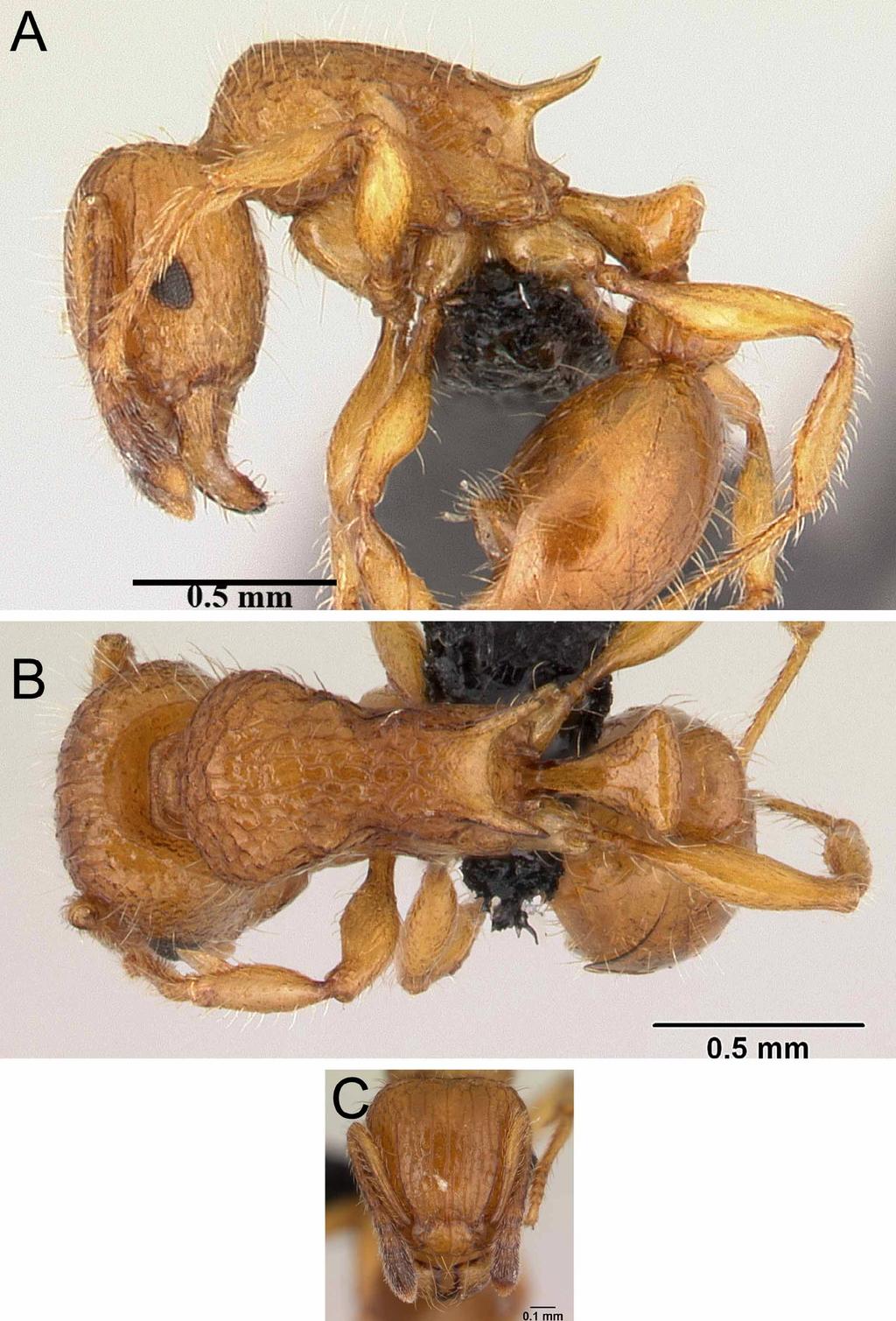 FIGURE 30. Tetramorium MG016 undescribed morphospecies, CASENT0498388 (Erin Prado 2009). A. body in profile. B.