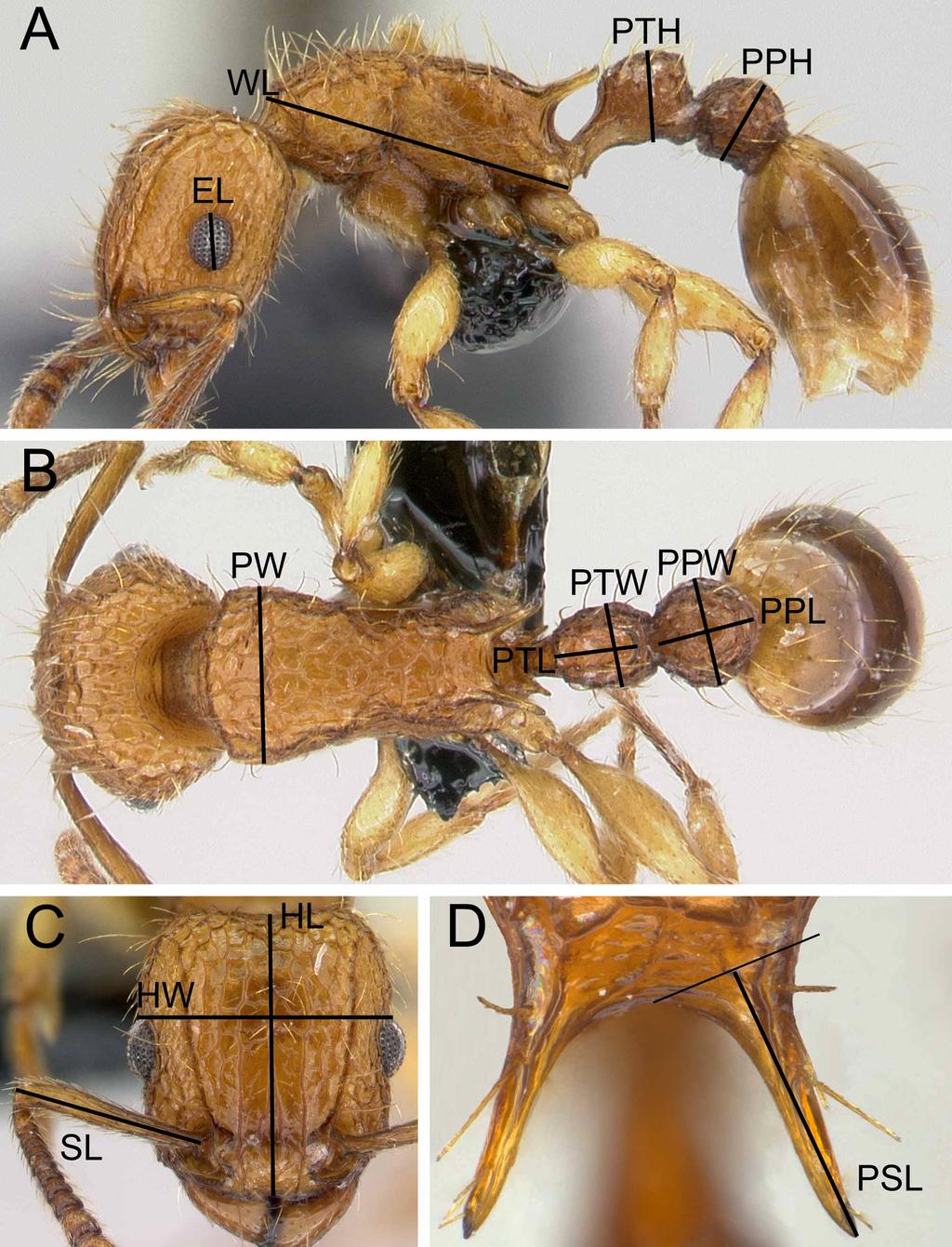 FIGURE 1. Images of Tetramorium insolens (Smith, F., 1861) illustrating the used measurements. A. body in lateral view with measuring lines for EL, PPH, PTH, and WL. B.