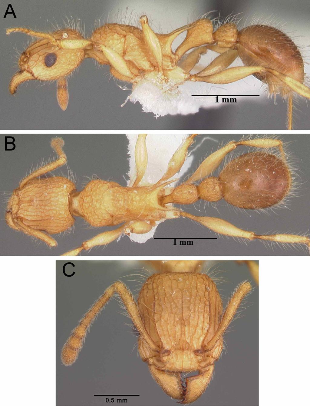 FIGURE 37. Tetramorium kelleri Forel, 1887 CASENT0102339 (April Nobile 2005). A. body in profile. B. body in dorsal view. C. head in full-face view. the T.