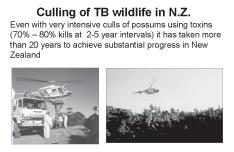 In New Zealand, the key wildlife reservoir is the introduced Australian possum, so herd management there is supplemented with culling of infected possum populations.