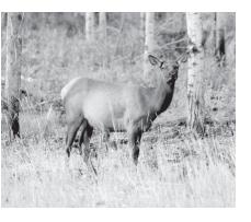 Movements of elk out of protected areas into the surrounding agriculture-dominated landscape can result in disease transmission.