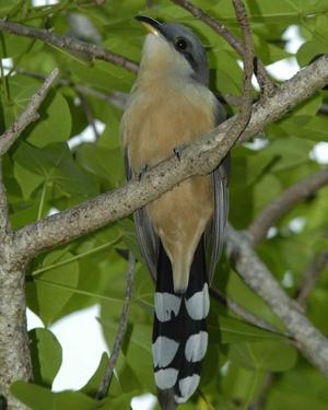 Coccyzus minor (Mangrove Cuckoo) Family: Cuculidae (Cuckoos and Anis) Order: Cuculiformes (Cuckoos, Anis and Turacos) Class: Aves (Birds) Fig. 1. Mangrove cuckoo, Coccyzus minor. [http://birds.