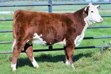 09 Here is a dark red heifer, freckle eyed, easy fleshing, big footed and wide topped with nice hair to work with.