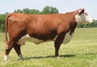 Elite8 Sale Mohican Karen Z14 Dam of Embryos CRR 668Z Commitment 654 Sire of Embryos Lot 1 EMBRYO EMBRYOS KJ 968R POLLED SOLUTION 668ZET {CHB}{DLF,HYF,IEF} CRR 668Z COMMITMENT 654 {DLF,HYF,IEF}