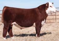 View a video of commitment on our website www.dakitchfarms.com Consigned by DaKitch Hereford Farms Lot 1A FLUSH MOHICAN KAREN Z14 {DLF,HYF,IEF} RIGHT TO FLUSH P43293062 Calved: Jan.