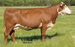 Lot 2 EMBRYO Elite8 Sale 2 CHOICE OF EMBRYO PACKAGES We are offering embryos on four different matings to our donor cow 618 that we purchased from Topp Herefords.