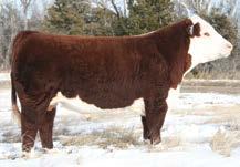 The sires include KCF Bennett Encore Z311, Cracker Jack 26U, JDH 719T Victor 33Z and JDH JJD 9Y 485T All In 96B. The embryos are housed at Dandy Acres Enterprises.