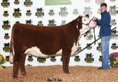 Elite8 Sale 5 RIGHT TO FLUSH CHOICE OF TWO DONORS Lot 5 This is the first time we have opened the door and allowed anyone else to flush either of our two top Hereford donors.