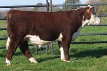 7; MCW 110; SC 1.0; FAT 0.022; REA 0.69; MARB 0.19 Back Home 7001 is a dark red, short marked, heavily pigmented son of the popular performance sire and past Denver Champion, NJW Hometown 10Y.