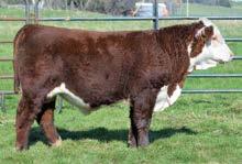 7001 s mother is a fancy, long bodied Purple Womanizer daughter that stems from the Darling cow family that is chock-full of powerful, stylish performance cattle. He won t be hard to spot on sale day!