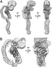 Hyaluronidase Spore formation Structure of C. diff. toxins The Pathogenicity Locus of C.