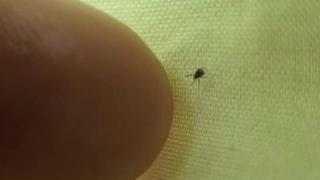 One other Thing Black-legged (Deer) ticks are FAST!