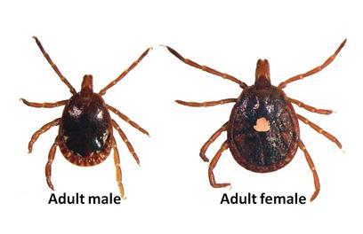 2. Lone Star Tick, Amblyomma americanum Found in shrubby, woody areas Also called Turkey Tick Active April August