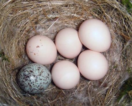 On average up to 40 eggs are laid per breeding season. Cowbird chicks usually hatch sooner and grow faster than their hosts chicks.