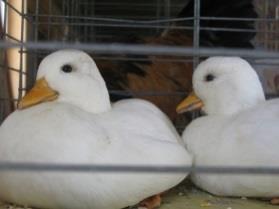 Production (Market Quality) EGGS Entry Date: Sunday July 6, 2014; 1-7pm Monday July 7, 2014; 1-3pm Shown in. Judged: Tuesday Morning July 8, 2014 (Exhibitor need not be present) Entry Fee: $1.