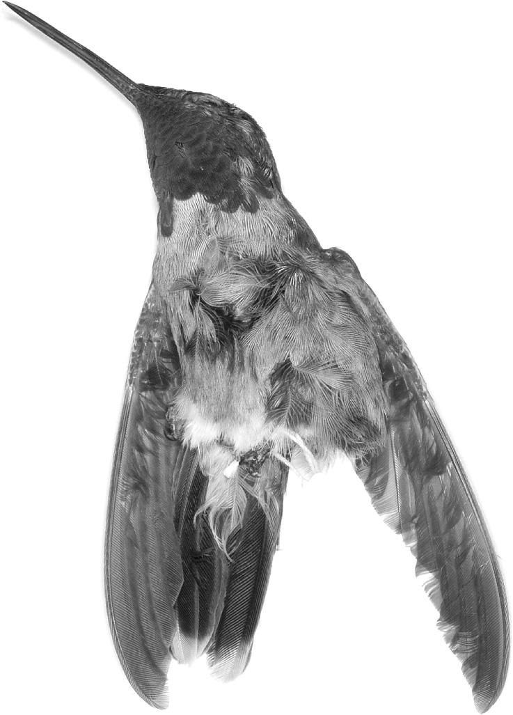 VOLUME 120, NUMBER 1 107 Fig. 1. Ventral view of a probable hybrid, Lampornis clemenciae 3 Calypte anna (University of Arizona 9359).