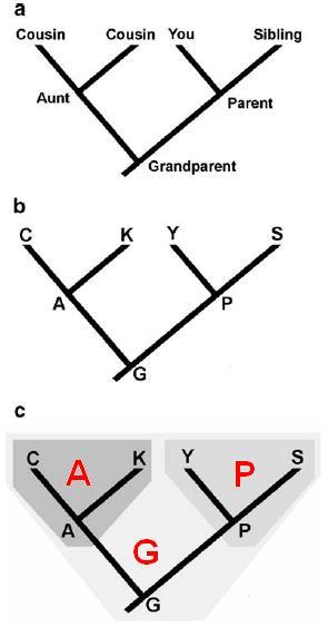 Phylogenetics. Phylogenetic Trees. 1. Represent presumed patterns of descent. 2. Analogous to family trees. 3. Resolve taxa, e.g., species, into clades each of which includes an ancestral taxon and all its descendants.