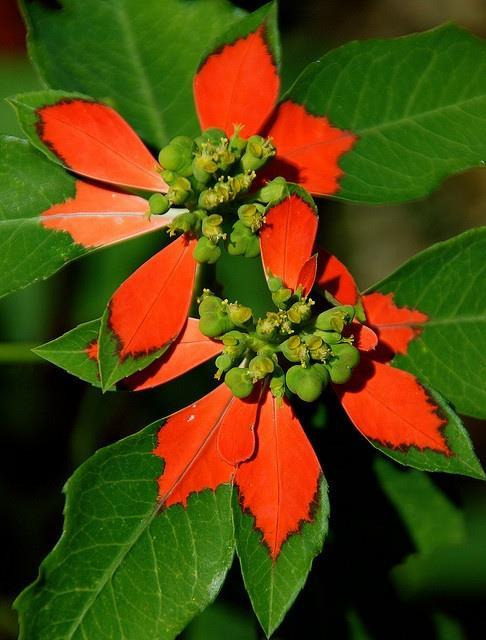 The nondescript flowers of wild poinsettias (Euphorbia pulcherrima) are surrounded by