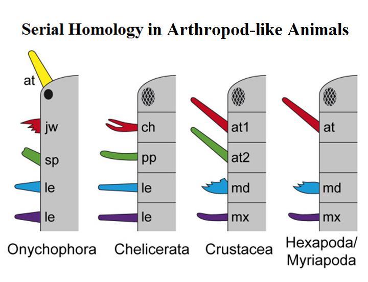 Homology of head appendages in Onychophora and Arthropoda.